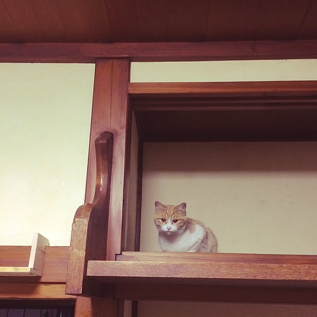 syokoさんの実例写真