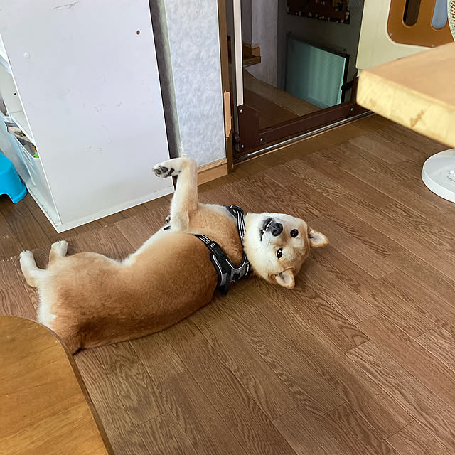 luckyさんの実例写真