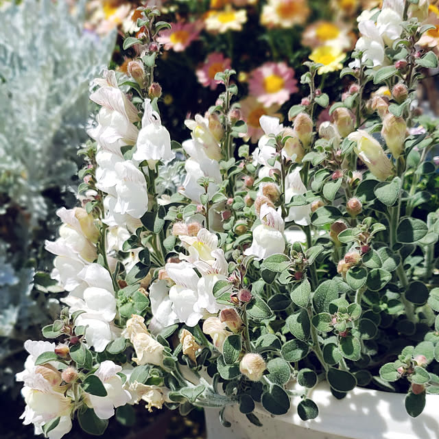 rinnes2さんの実例写真