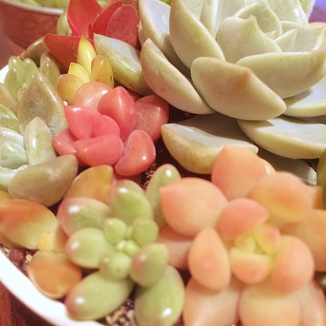 ginmamaさんの実例写真