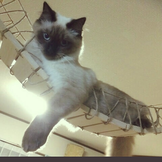 tatsuo_さんの実例写真