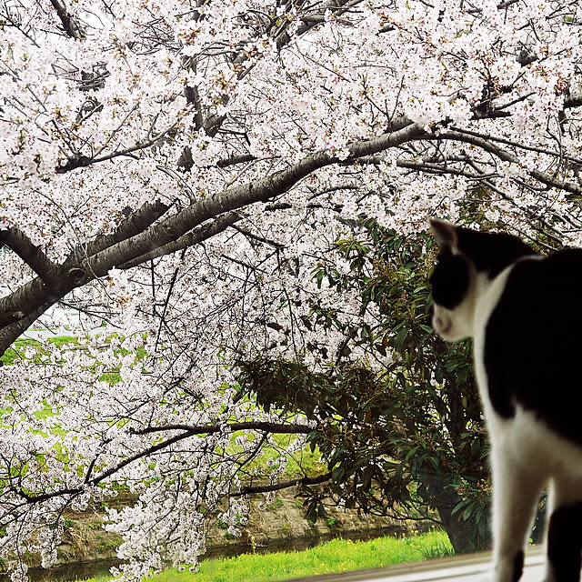 nonkiさんの実例写真