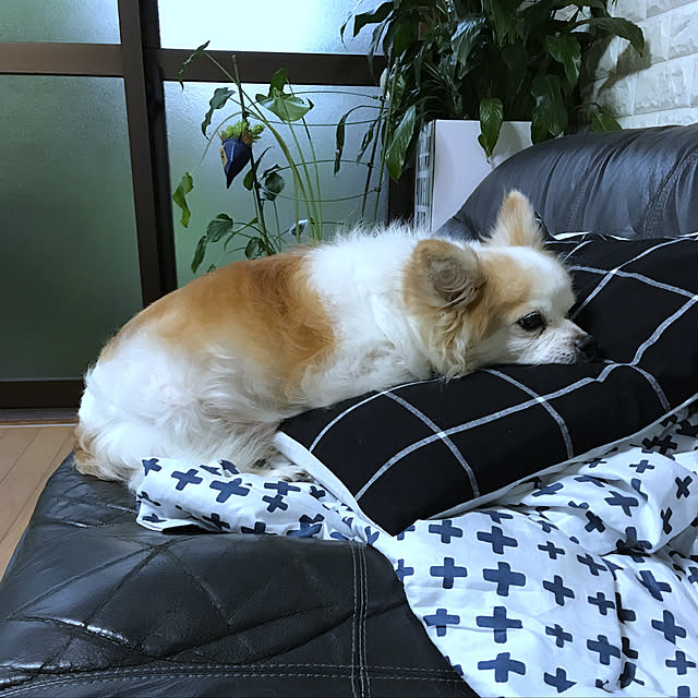 seroriさんの実例写真