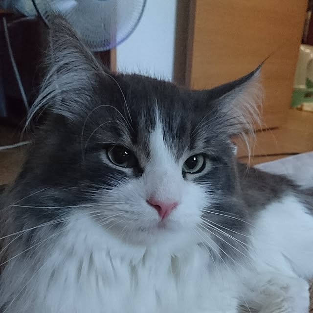 shinobuさんの実例写真