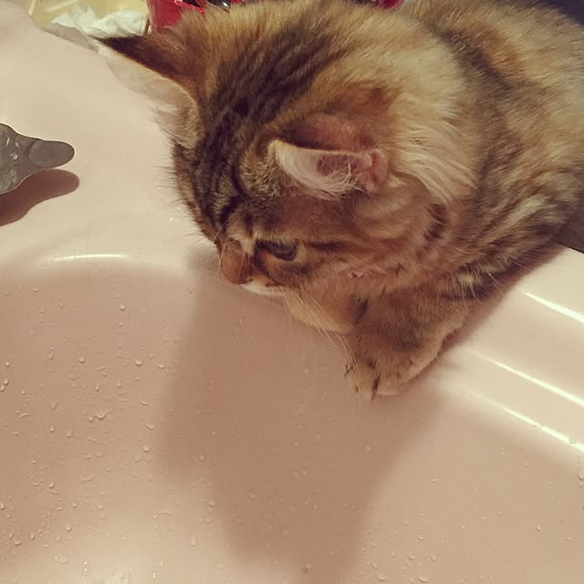 Peroさんの実例写真