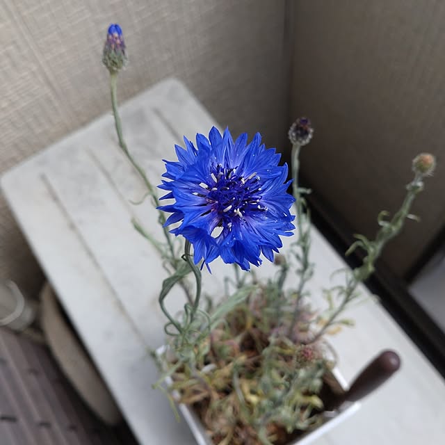 lelielさんの実例写真