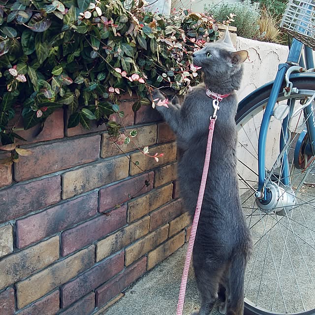tomo1220さんの実例写真
