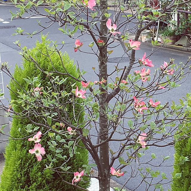 belleさんの実例写真