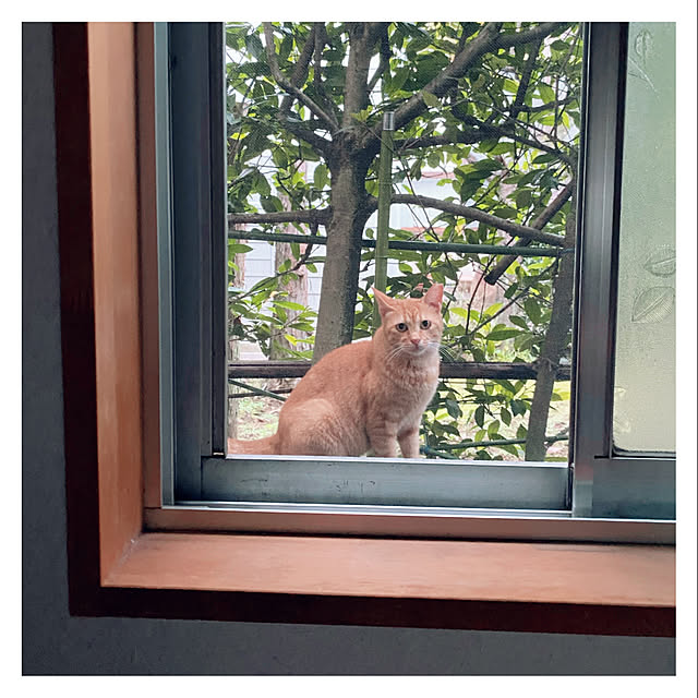 Maicoさんの実例写真