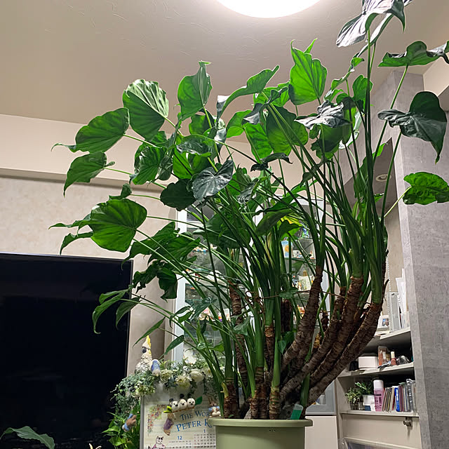 Aqettyさんの部屋