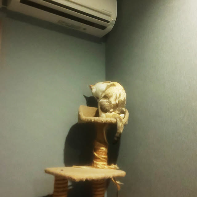 aquaさんの実例写真