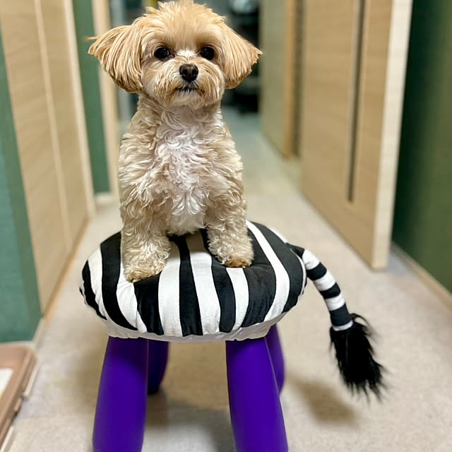 miyuさんの実例写真