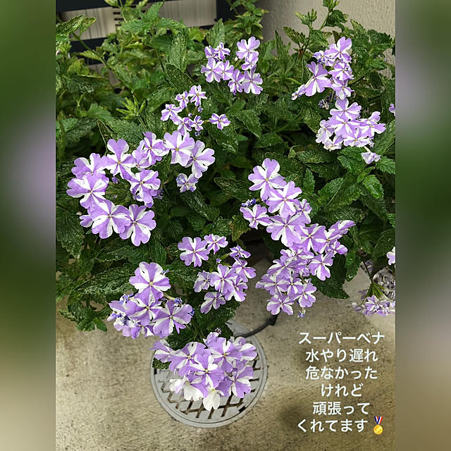 negichanさんの部屋