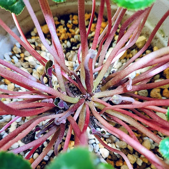 mi-saさんの部屋