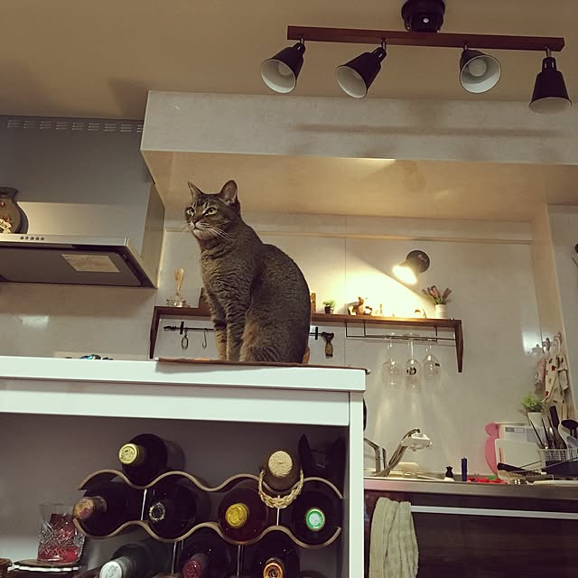 キッチン/ねこのいる日常/照明のインテリア実例 - 2017-02-13 22:38:57