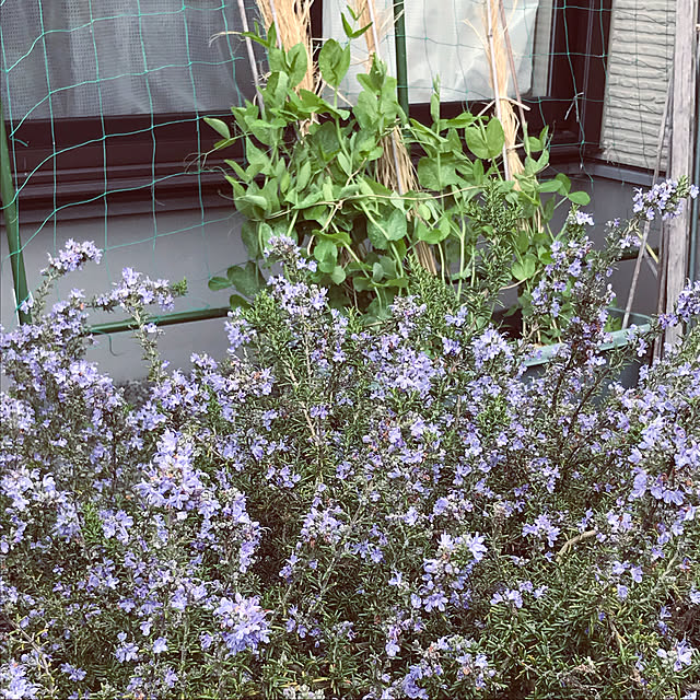 ayomoyuさんの実例写真