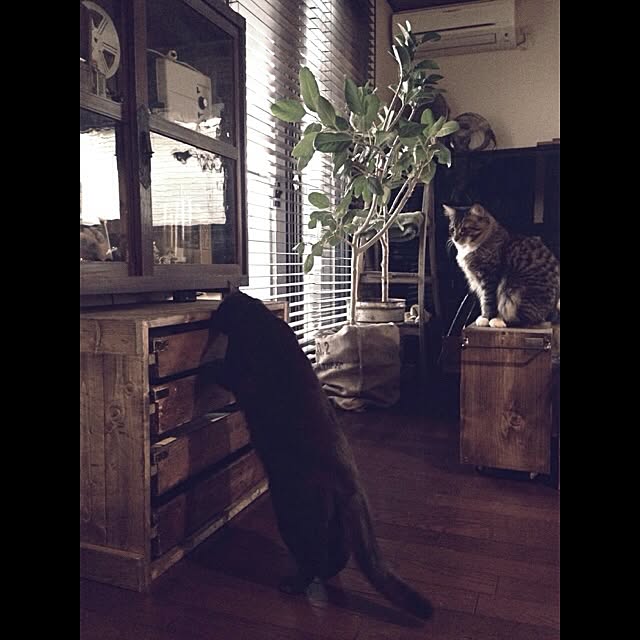 jnkaiさんの実例写真