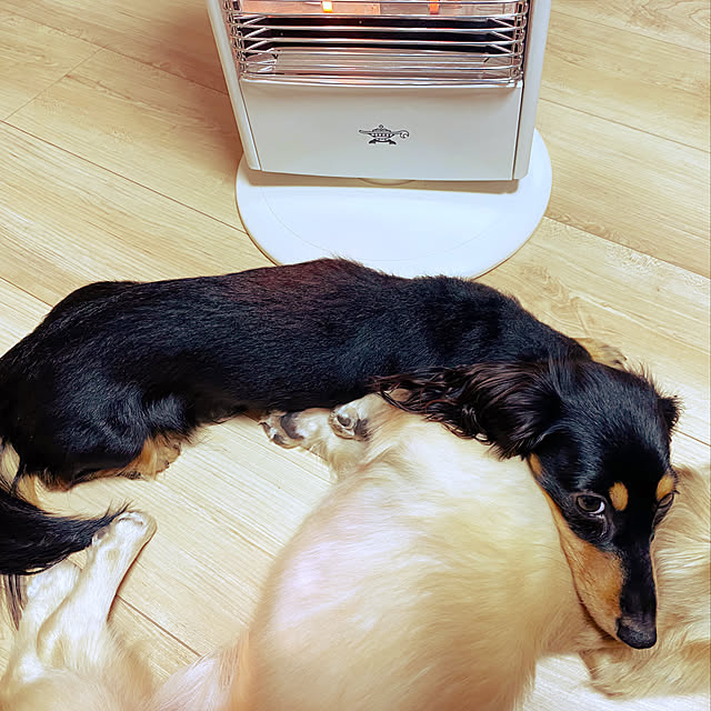 uninekoさんの実例写真