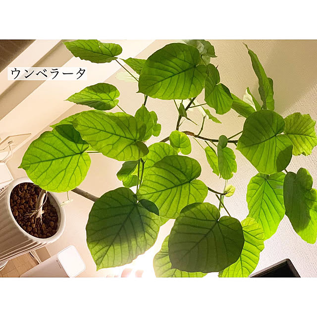 chaluさんの実例写真