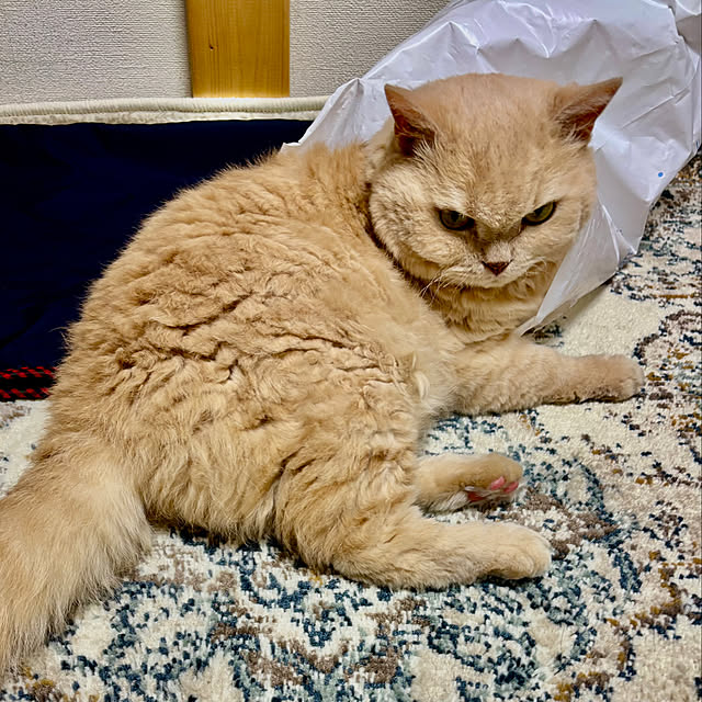 naokoさんの部屋