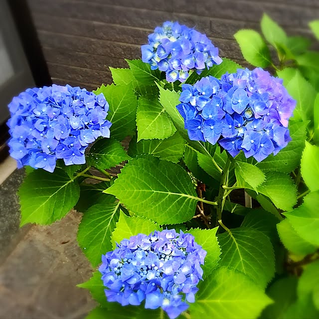 Atsukoさんの実例写真