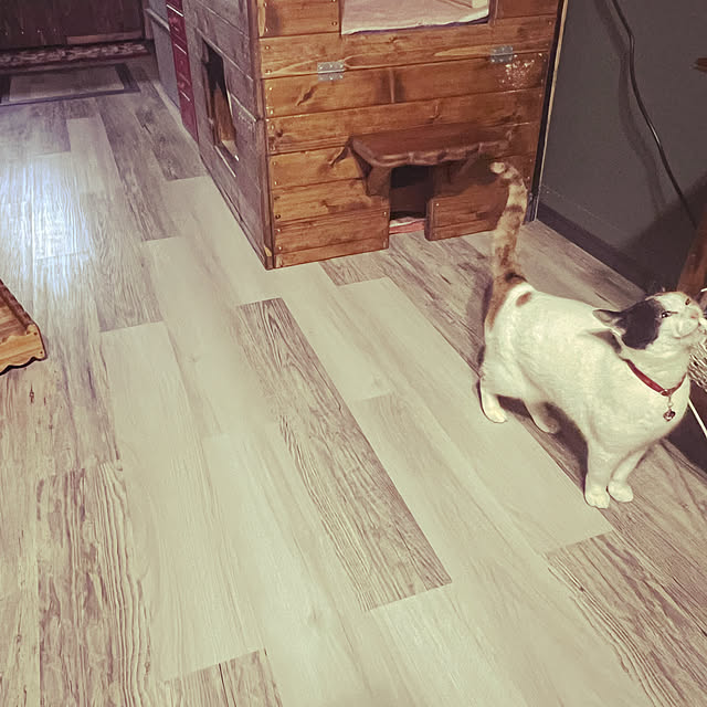 puku.meruさんの部屋