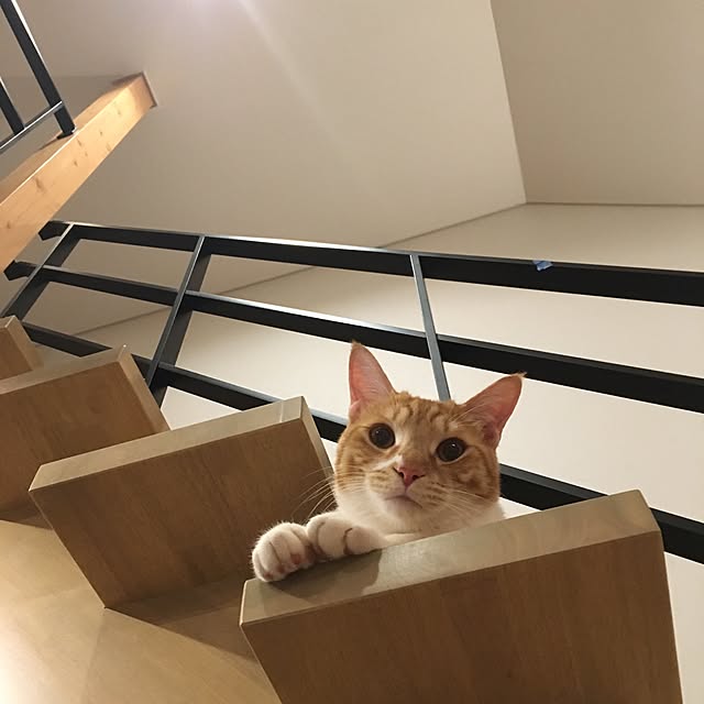 youtoさんの実例写真