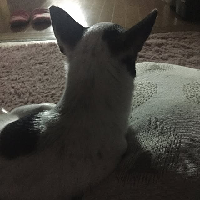 MAMIさんの実例写真