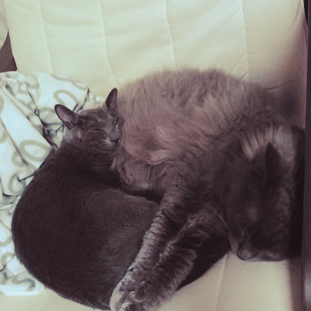 mochiさんの実例写真