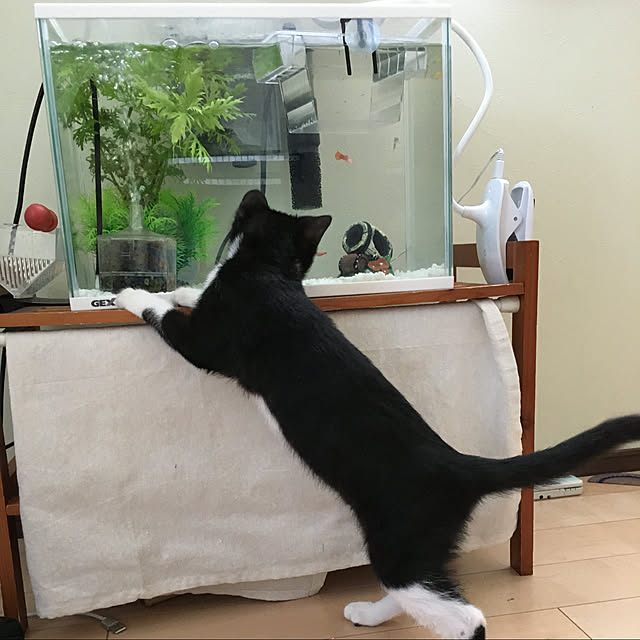 nekoさんの実例写真