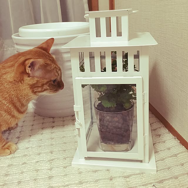 Marikoさんの実例写真