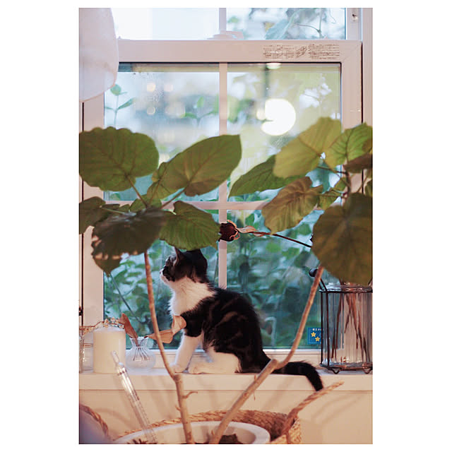 kateさんの実例写真