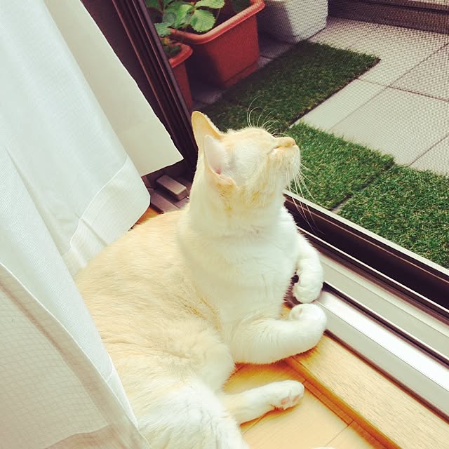 pupu82さんの実例写真