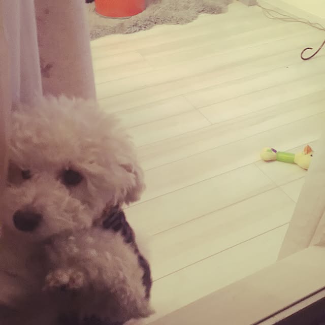 ayaroicoさんの実例写真