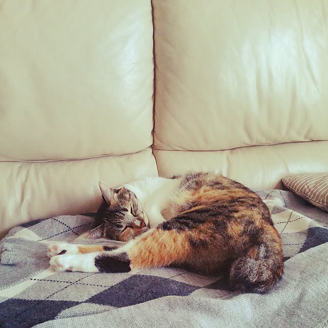tomo1220さんの実例写真