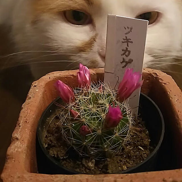 chamaru33さんの実例写真