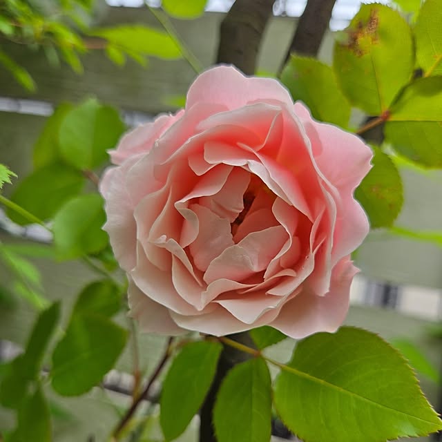 min_nimさんの実例写真