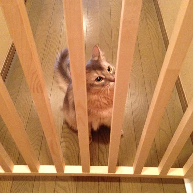 yumuyumuさんの実例写真
