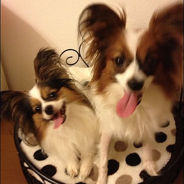Link_Honeyさんの実例写真