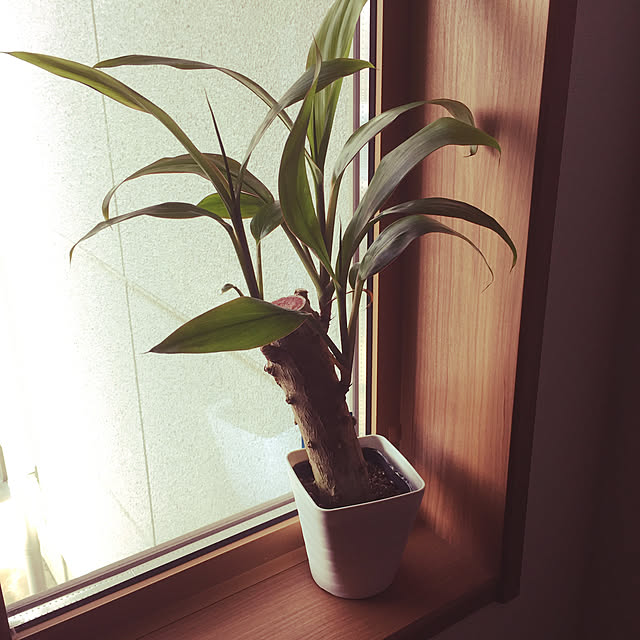 miyuさんの実例写真