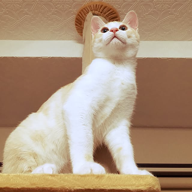 chamaさんの実例写真