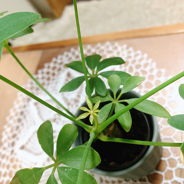 pouさんの実例写真