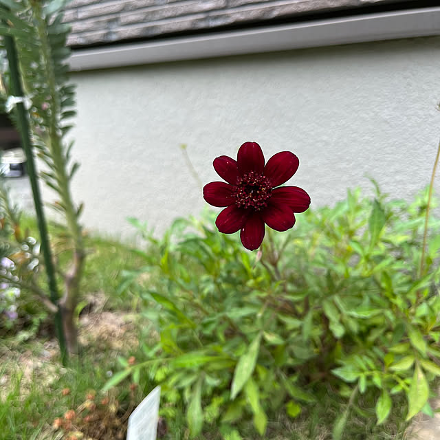 acham4111119さんの実例写真