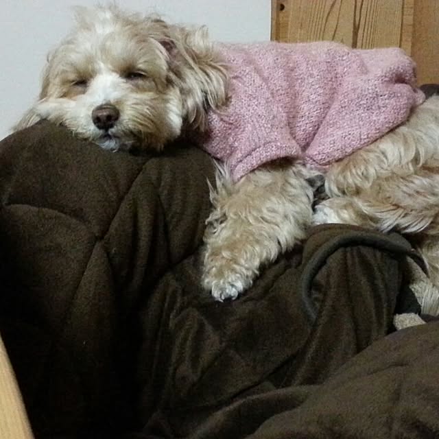 makaronさんの実例写真