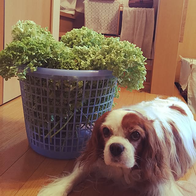 canmilmamaさんの実例写真