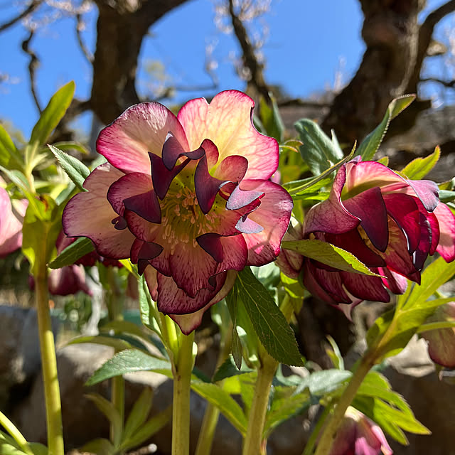 ikubooさんの実例写真