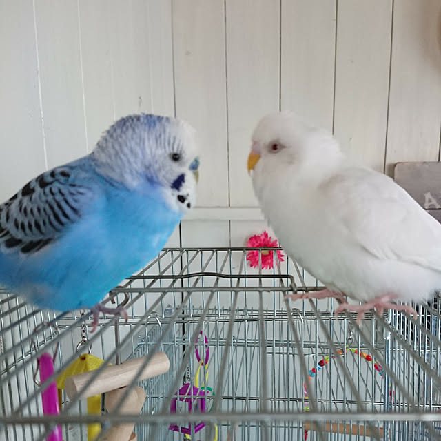 karinさんの実例写真