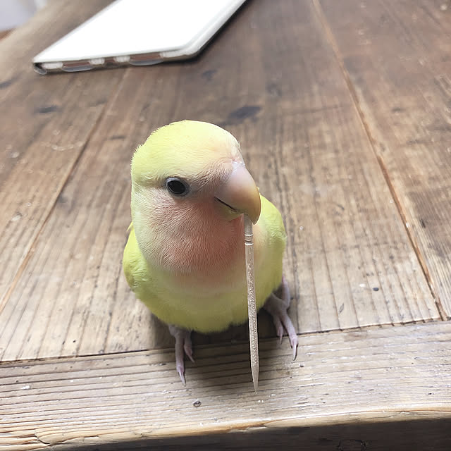 yuzuさんの実例写真