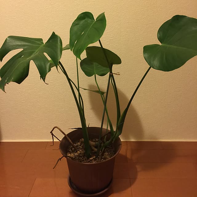 kuutanさんの実例写真
