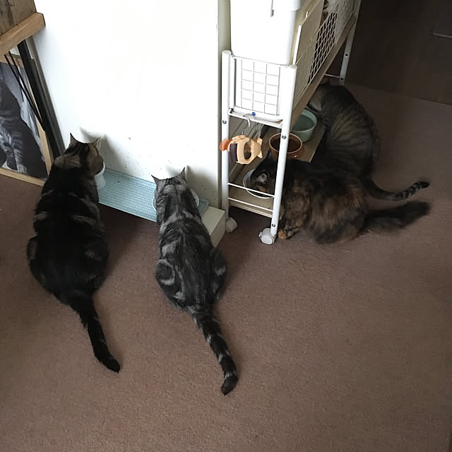 mikomaruさんの実例写真